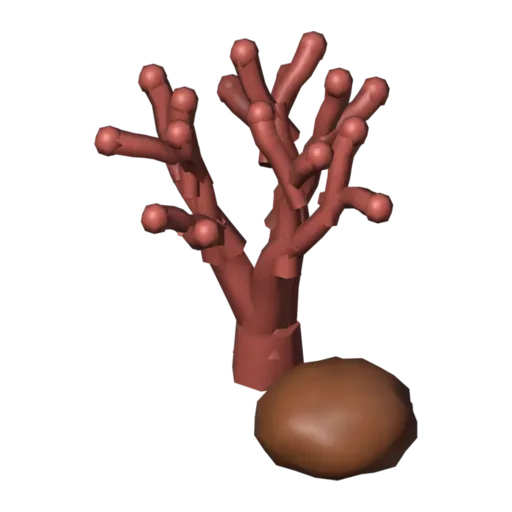 Coral, 3D model
